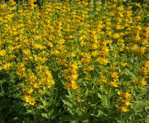 Spotted loosestrife. Blooming beautiful yellow flowers outdoors.