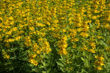 Spotted loosestrife. Blooming beautiful yellow flowers outdoors.