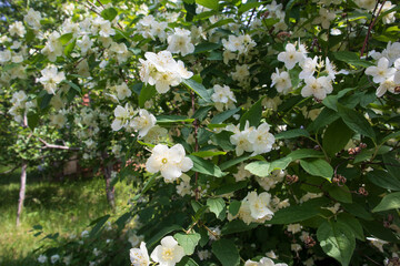 Blooming japanese mock-orange. White beautiful flowers in sunny day outdoors. Blooming bush of philadelphus in the garden.