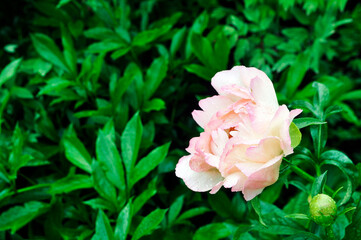 Beautiful Claire Peony flower in a rainy autumn park.