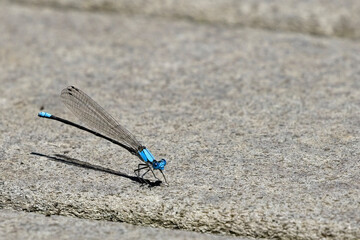 Blue Fronted Dasher