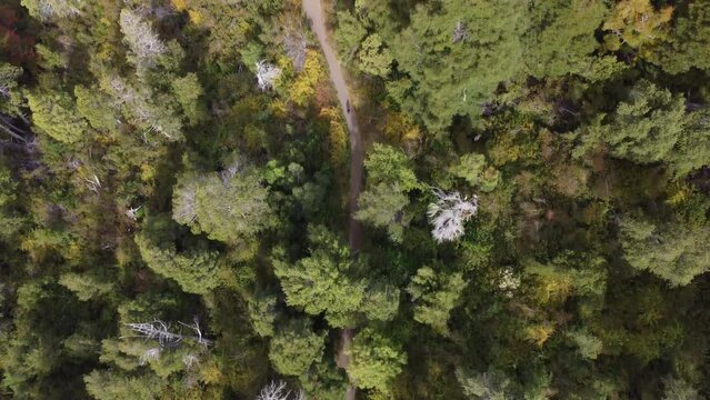 Beautiful Overhead Aerial Drone Shot Over Arrayanes Forest in Argentina Following a Pathway.