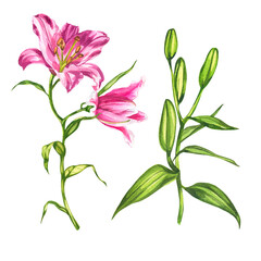 Fototapeta na wymiar Lilies. Watercolor botanical illustration. Elements of flowers