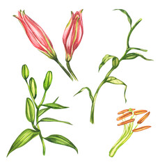 Lilies. Watercolor botanical illustration. Elements of flowers