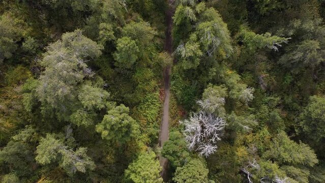 Beautiful Pull Up Overhead Drone Shot Over Arrayanes Forest, Patagonia, Argentina.
