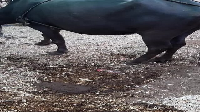 Urban Indian Buffalo Dairy Farm Or Tabela. Cowshed - Buffalo Tabela. Vertical Video Shot Of Big Black Buffalo Eating Food At CowShed