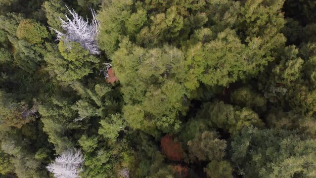 Beautiful Overhead Aerial Drone Shot Over Arrayanes Forest, Patagonia, Argentina.