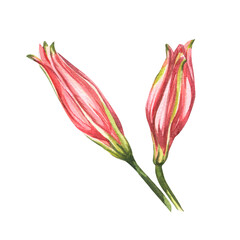 Fototapeta na wymiar Watercolor illustration of a lily