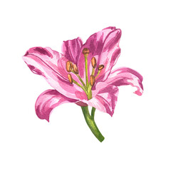 Watercolor illustration of a lily