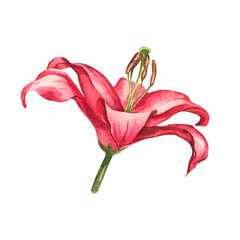 Watercolor illustration of a lily