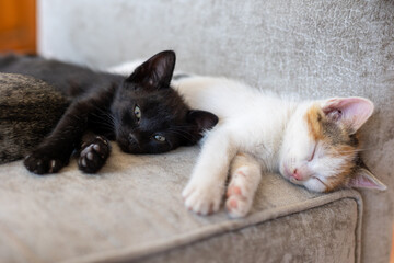 Two little kittens are lying on the sofa