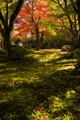 京都一乗院エリアの紅葉