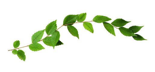 Naklejka na ściany i meble Fresh waved twig with green leaves isolated on white