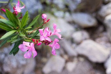 Pink oleander flower, flowering plant branch