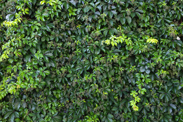 Ivy wall, green plant fence