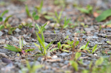 Carolina Grasshopper