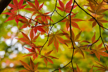 高野山（和歌山県高野町）の紅葉