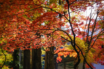 高野山（和歌山県高野町）の紅葉