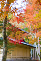 高野山（和歌山県高野町）の紅葉