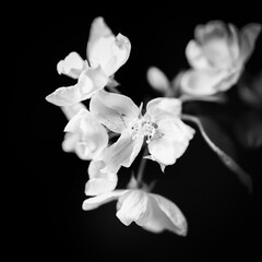 Fototapeta na wymiar White flowers of an apple tree close-up, delicate flowers