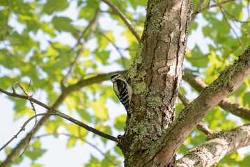 Downy Woodpecker