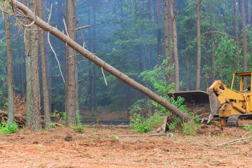 Deforested forest a tractor is working to prepare the land for new house construction while trees are uprooted