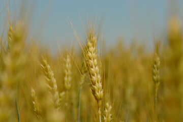 spikelet of golden wheat