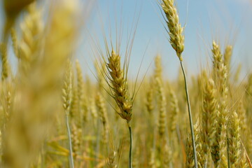an ear of wheat in close-up against the sky