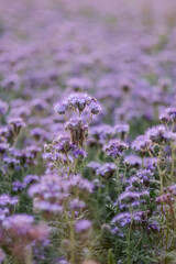 Obraz premium Phacelia grows in the field. A meadow planted with purple honey plants. Plants for bees. Beautiful purple flower. Summer bloom. agriculture. Ecological plant. bee survival