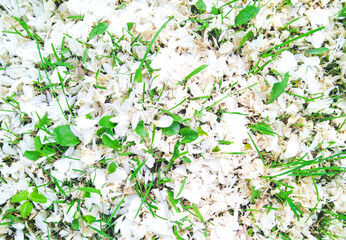 Fallen jasmine petals on green grass. Natural natural background. nature concept