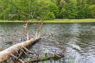 Old fallen tree in a lake