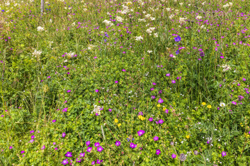 Beautiful meadow with flowering wildflowers in the summer