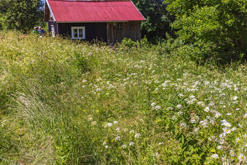 Fototapeta na wymiar Overgrown garden with wildflowers by a cottages