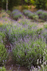 Obraz premium Natural Vertical Screensaver. Lavender Bushes, Botanical Garden