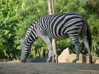 Fototapeta na wymiar A zebra standing on the profile surrounded by vegetation and trees - photo