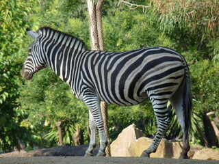 Fototapeta na wymiar A zebra standing on the profile surrounded by vegetation and trees - photo