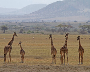 Giraffes on Serengeti Tanzania