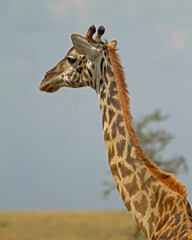 Giraffe Serengeti Tanzania