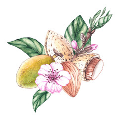 Watercolor composition of almond nuts