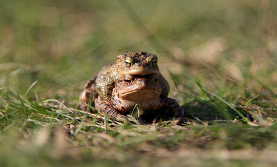 A pair of breeding Common Toads, with the male on the back of the female