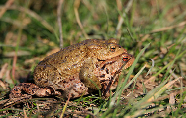 A pair of breeding Common Toads, with the male on the back of the female