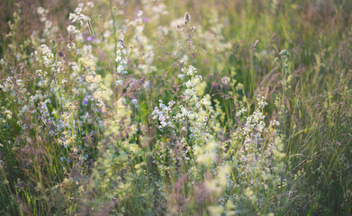 summer meadow flowers, herbs in the field