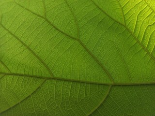 Obraz na płótnie Canvas A green teak leaf texture.
