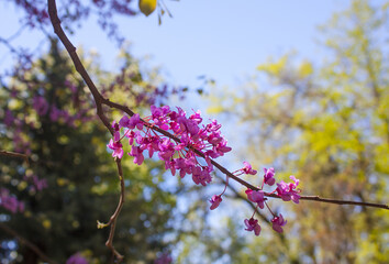 Blossoming of the Eastern Redbud tree (Cercis canadensis)	
