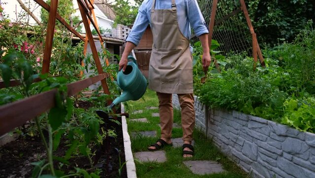 Teel farmer watering young seedlings from a watering can on a bed in the garden