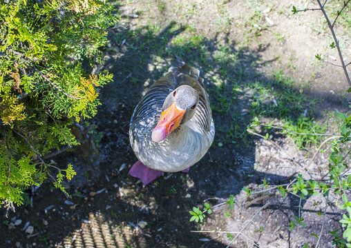 Red neb duck in Reservation National park Askania Nova, Ukraine