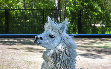 Llama in zoological garden of the National Reserve Askania-Nova in Ukraine