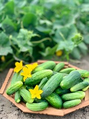 focus on fresh green vegetables