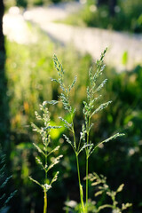 Summer green grass in the backlight of the setting sun. Beautiful natural background