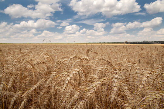 close up of grain field and cloudy sky